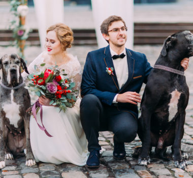 Attractive wedding couple sitting on their haunches on the pavement and holding two their purebred dogs.